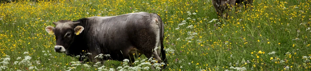 Rondini Trentino | Rete di Riserve Alpi Ledrensi