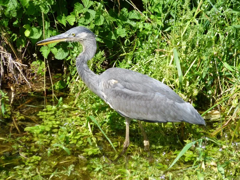 Airone cenerino (Ardea cinerea)