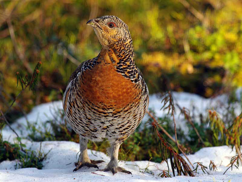Gallo cedrone (Tetrao urogallus)