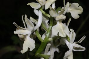 Orchis provincialis - foto di G. Perazza