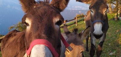 Trekking con gli asini nel Parco Naturale Locale Monte Baldo
