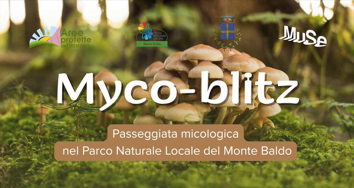 Myco-blitz