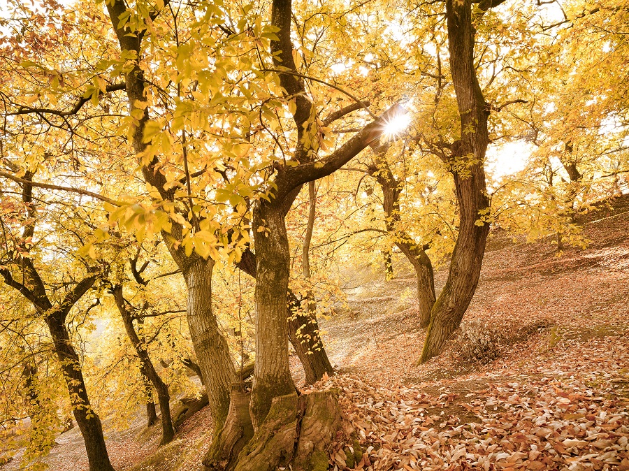 Sapori d'autunno