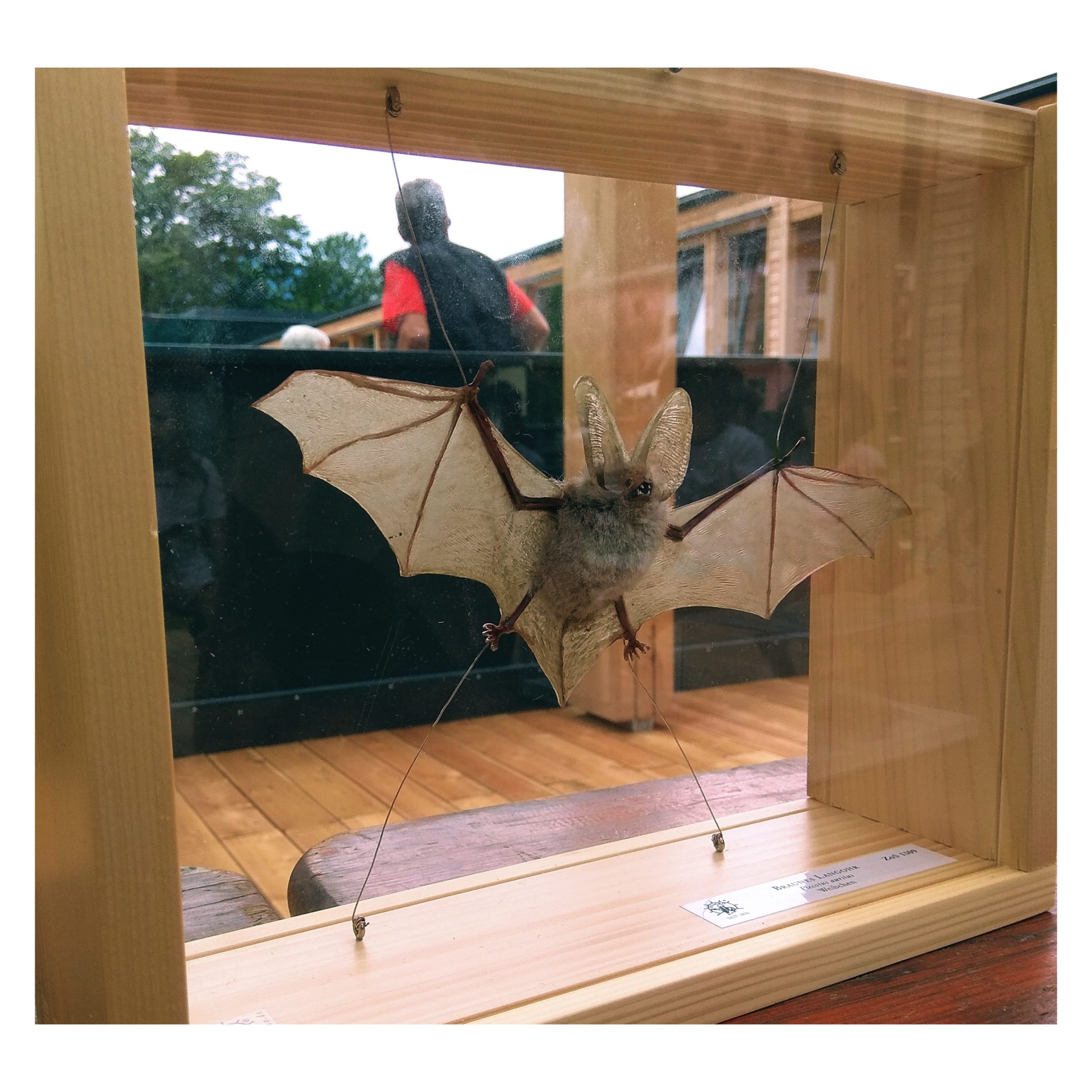 UN PIPISTRELLO PER AMICO