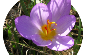Zafferano del Parco