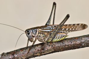 Gli insetti si spostano verso l'alto
