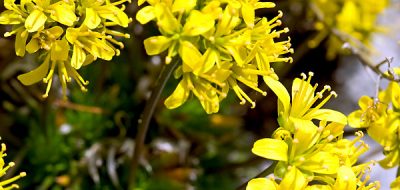 Draba aizoide