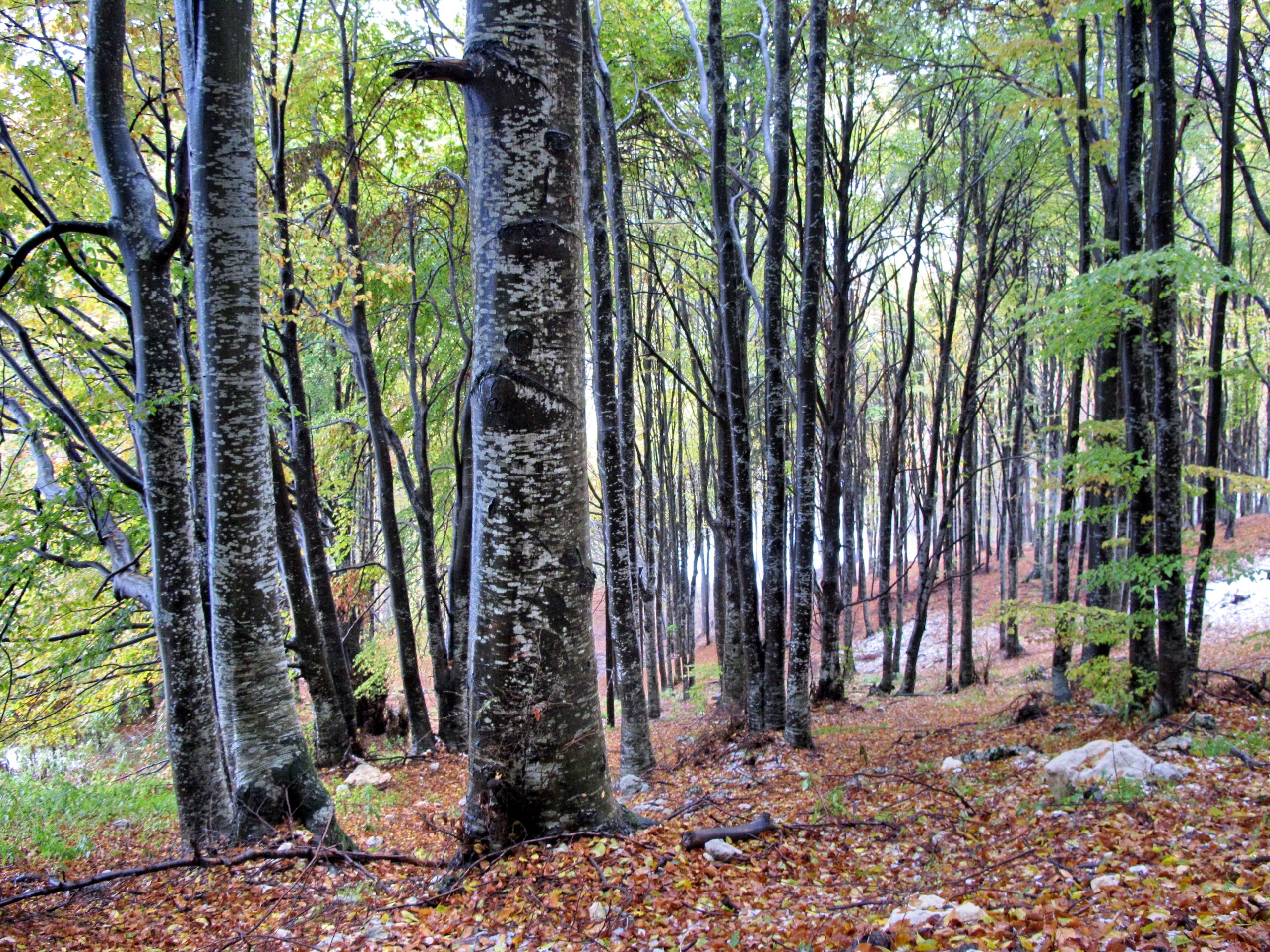 Giro delle malghe della Madonna della Neve