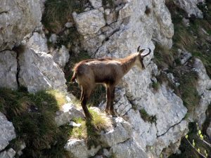 Flora e fauna