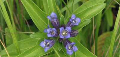 Genziana minore