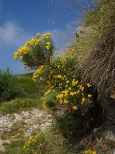Ginestra stellata