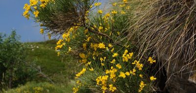 Ginestra stellata