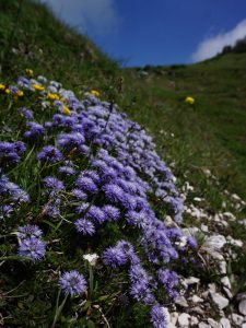 Globularia a foglie cuoriformi