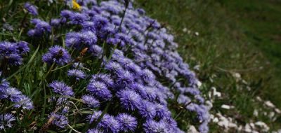 Globularia a foglie cuoriformi