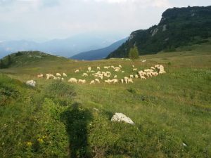 Greggi al pascolo per il mantenimento di superfici a prato