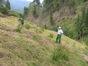 Habitat e specie floristiche