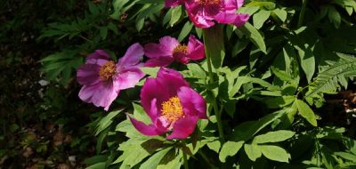 Peonia officinale