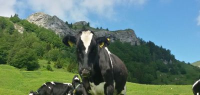 Piano malghe - Malga Plus