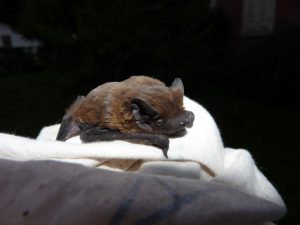 Pipistrelli
