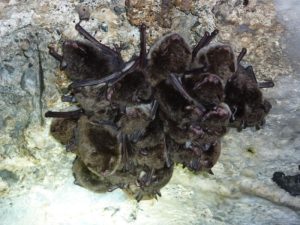 Pipistrelli