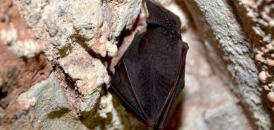 Pipistrelli