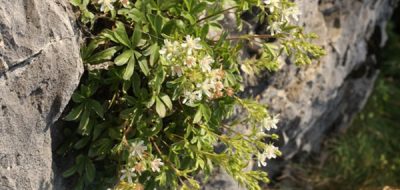 Potentilla caulescente