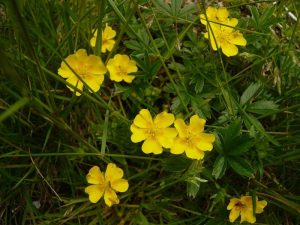 Potentilla dorata