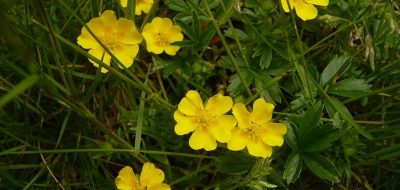 Potentilla dorata