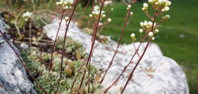 Sassifraga paniculata