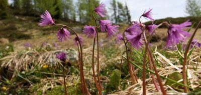 I fiori del Parco