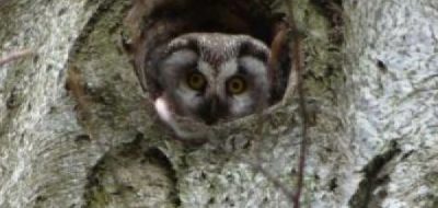 Uccelli